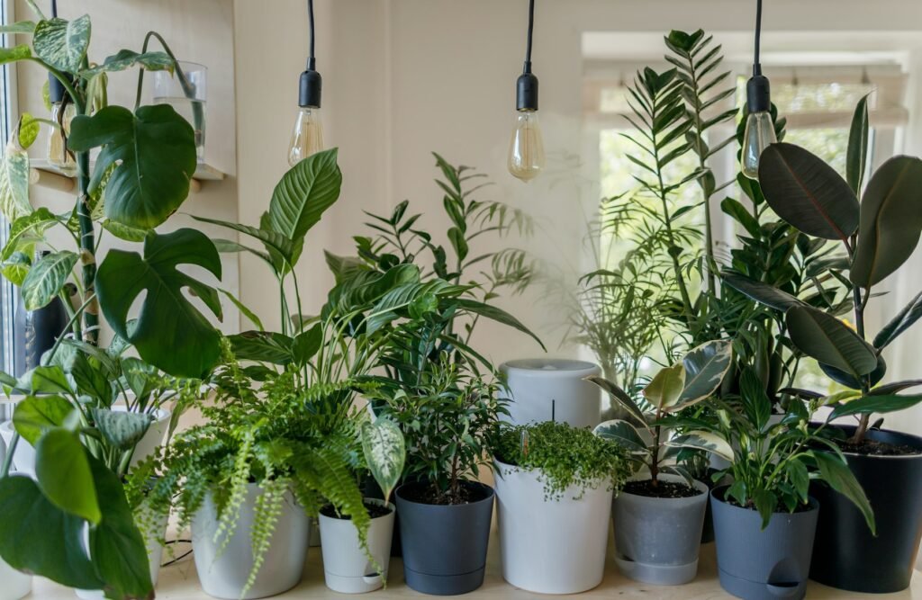 Plantas en macetas junto a una ventana luminosa